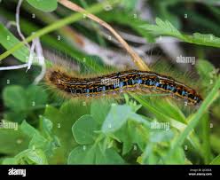 Attēlu rezultāti vaicājumam “Malacosoma castrensis”