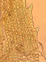 Attēlu rezultāti vaicājumam “Timmia megapolitana”