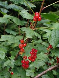 Attēlu rezultāti vaicājumam “Ribes rubrum”