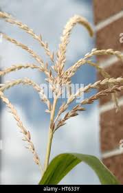 Attēlu rezultāti vaicājumam “Zea mays male flower”