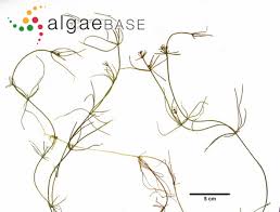 Attēlu rezultāti vaicājumam “Chara intermedia”