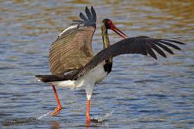 Attēlu rezultāti vaicājumam “Ciconia nigra”