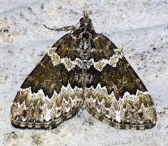 Attēlu rezultāti vaicājumam “Electrophaes corylata”