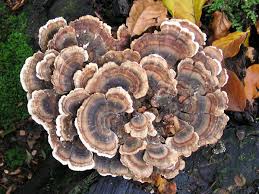 Attēlu rezultāti vaicājumam “Trametes”