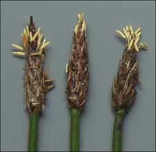 Attēlu rezultāti vaicājumam “Eleocharis uniglumis fruit”