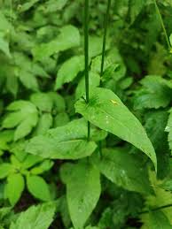 Attēlu rezultāti vaicājumam “Crepis paludosa leaf”