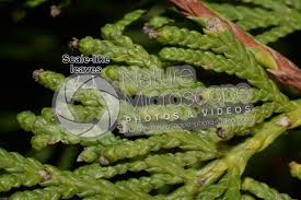 Attēlu rezultāti vaicājumam “Thuja occidentalis leaf”