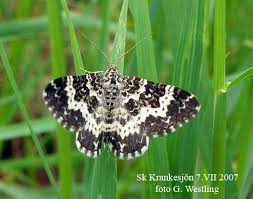 Attēlu rezultāti vaicājumam “Epirrhoe tristata imago”