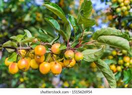 Attēlu rezultāti vaicājumam “Malus baccata”