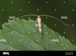 Attēlu rezultāti vaicājumam “Nematopogon sp.”