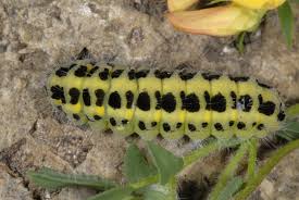 Attēlu rezultāti vaicājumam “Zygaena lonicerae larva”