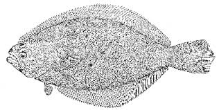 Image result for Paralichthys dentatus