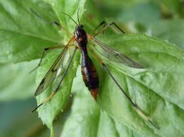 Attēlu rezultāti vaicājumam “Ptychoptera sp.”