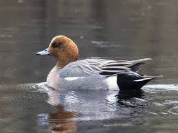 Attēlu rezultāti vaicājumam “Anas penelope”