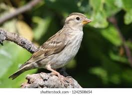 Image result for Petronia petronia