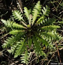 Attēlu rezultāti vaicājumam “Rorippa palustris leaf”