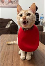 Image result for limecat