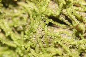 Attēlu rezultāti vaicājumam “Lejeunea cavifolia”