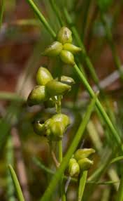 Attēlu rezultāti vaicājumam “Scheuchzeria palustris fruit”