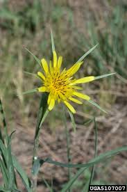 Attēlu rezultāti vaicājumam “Didymium xanthopus stalked”