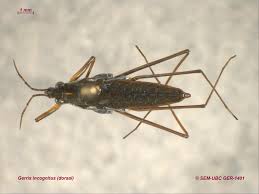 Attēlu rezultāti vaicājumam “Limnoporus rufoscutellatus”