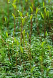 Attēlu rezultāti vaicājumam “Atrichum undulatum”