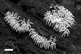 Attēlu rezultāti vaicājumam “Ceratiomyxa fruticulosa”