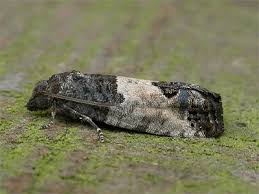 Attēlu rezultāti vaicājumam “Spilonota ocellana”