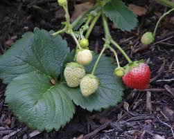 Attēlu rezultāti vaicājumam “Fragaria x ananassa fruit”