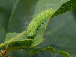 Attēlu rezultāti vaicājumam “Orthosia larvae”