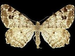 Attēlu rezultāti vaicājumam “Macaria signaria”