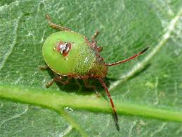 Attēlu rezultāti vaicājumam “Acanthosoma haemorrhoidale”