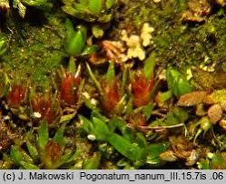 Attēlu rezultāti vaicājumam “Pogonatum nanum”