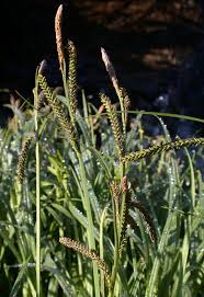 Attēlu rezultāti vaicājumam “Trichophorum alpinum fruit”