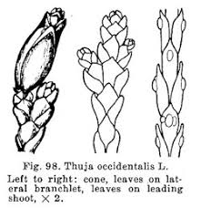 Attēlu rezultāti vaicājumam “Thuja occidentalis leaf”