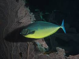 Image result for Naso hexacanthus