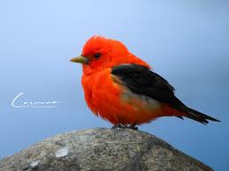 Image result for Piranga olivacea