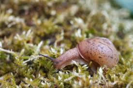 Attēlu rezultāti vaicājumam “Fruticola fruticum”