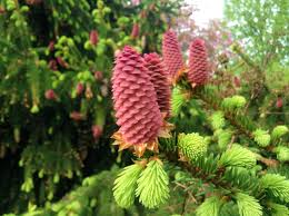 Attēlu rezultāti vaicājumam “Picea abies female flower”