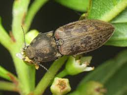 Attēlu rezultāti vaicājumam “Prosternon tessellatum”