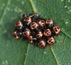 Attēlu rezultāti vaicājumam “Troilus luridus”