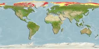 Image result for Arctogadus glacialis