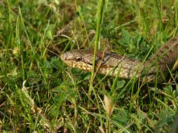 Attēlu rezultāti vaicājumam “Coronella austriaca”