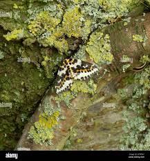 Attēlu rezultāti vaicājumam “Abraxas grossulariata imago”