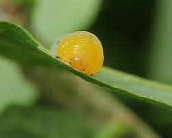 Attēlu rezultāti vaicājumam “Caliroa annulipes larva”