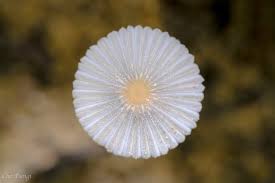 Attēlu rezultāti vaicājumam “Diachea leucopodia stalked”