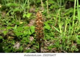 Attēlu rezultāti vaicājumam “Neottia nidus-avis fruit”