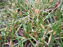 Attēlu rezultāti vaicājumam “Plantago uniflora leaf”