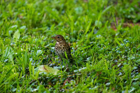 Attēlu rezultāti vaicājumam “Turdus philomelos”