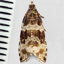 Attēlu rezultāti vaicājumam “Orthotaenia undulana”